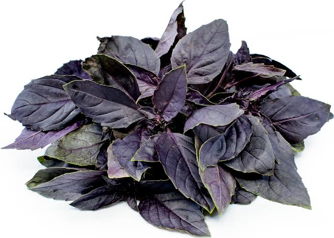 Plants in the Post Dark Opal Basil Seedlings Online Pink